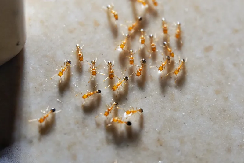 ants on a kitchen counter